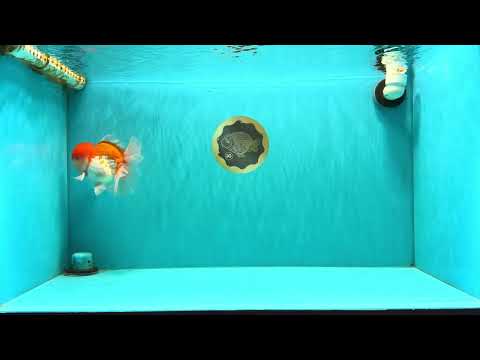 AAA Grade Peach Red White Oranda Male 5 inches #062626OR_30