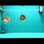 AAA Grade Peach Red White Oranda Male 5 inches #062626OR_30