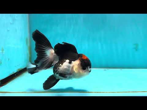 Tricolor Oranda Female 4.5 inches #121324OR_17