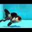 Tricolor Oranda Female 4.5 inches #121324OR_17