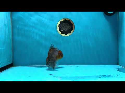 A Grade Pepper Tiger Oranda Male4.5 inches #021425OR_13