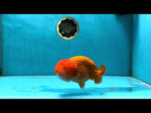 A Grade Red LionQueen 4.5 inches #051625LC_39