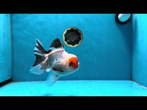 A Grade Tricolor Oranda Male 5 inches #022125OR_06