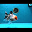 A Grade Tricolor Oranda Male 5 inches #022125OR_06