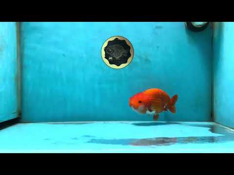 A Grade Red White LionQueen 4.5-5 inches #052325LC_22