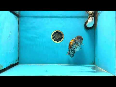 A Grade Tricolor Tiger LionKing Male 5.5 inches #102425LC_03