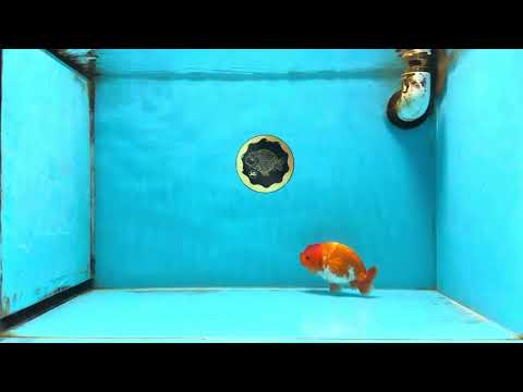 A Grade Red White LionQueen 4 inches #112125LC_14