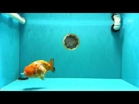 Chinese Sakura Ranchu Female 5-5.5 inches #031326RC_12