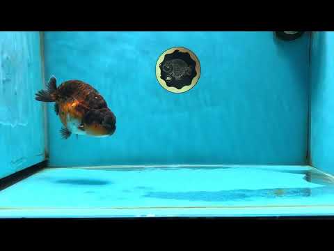 AAA Grade Kirin Tiger LionKing 5 inches #050925LC_04