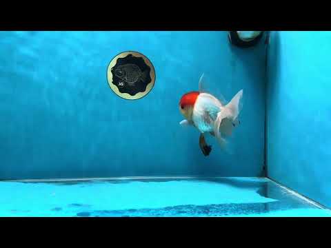 A Grade Tricolor Oranda Male 5-5.5 inches #060625OR_14