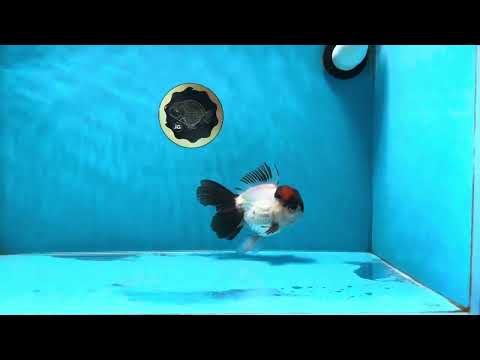 A Grade Tricolor Oranda Male 4.5 inches #021425OR_12