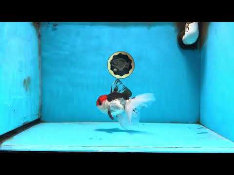 Tricolor Oranda Male 5-5.5 inches #091225OR_26