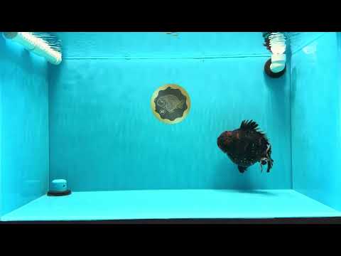 SUPER AAA Grade Godzilla Tiger Yuanbao Male 6 inches #022026YB_02