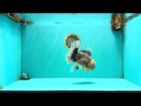 FLUFFY AAA Grade Calico Kirin Oranda Male 7 inches #100926OR_09
