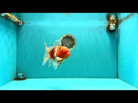 A Grade Sakura Oranda Male 5.5-6 inches #080726OR_19