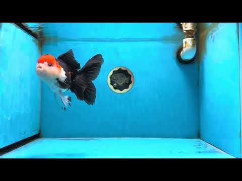 A Grade Tricolor Oranda Female 5.5-6 inches #081525OR_18