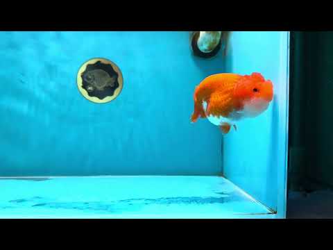 A Grade Red White LionQueen 4-4.5 inches #062025LC_11