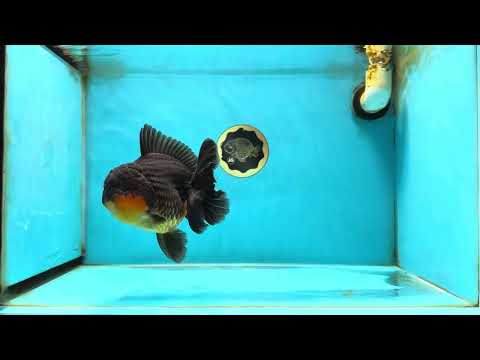 AAA Grade Godzilla Apache Oranda Male 5.5 inches #050925OR_55