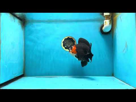 SHOW GRADE Godzilla Tricolor  Yuanbao 5.5-6 inches #080825YB_888