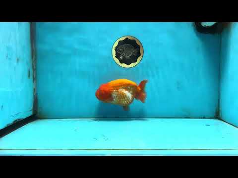 A Grade FLUFFY Red White LionQueen 5 inches #091925LC_24