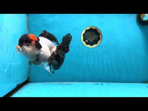 Tricolor Oranda Female 5 inches #090525OR_18