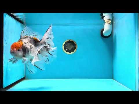 A Grade Jumbo Red Head Kirin Oranda Male 8 inches #022125OR_02