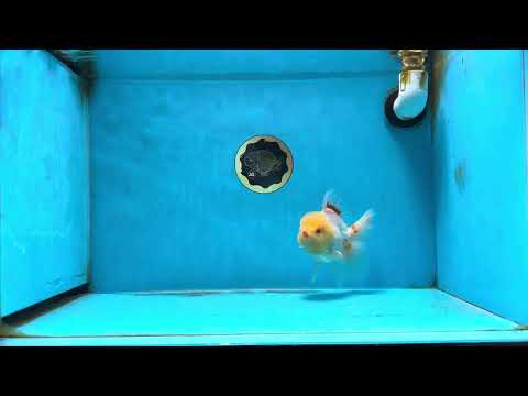 AAA Grade Lemonhead Oranda Male 5 inches #080125OR_20