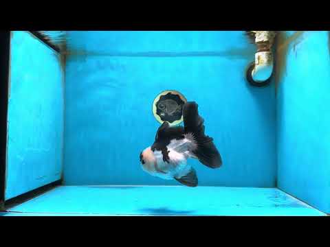 Panda Oranda Male 5 inches #081525OR_27