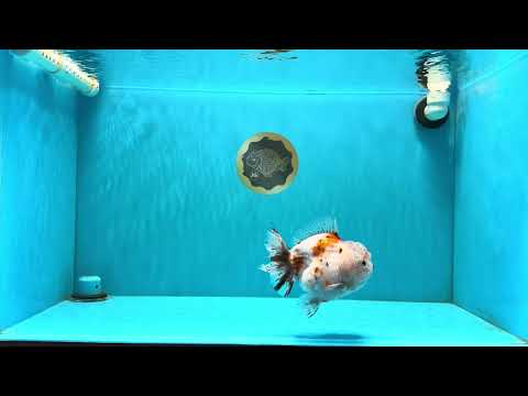 A Grade Calico Yuanbao Male 5-5.5 inches #032026YB_17