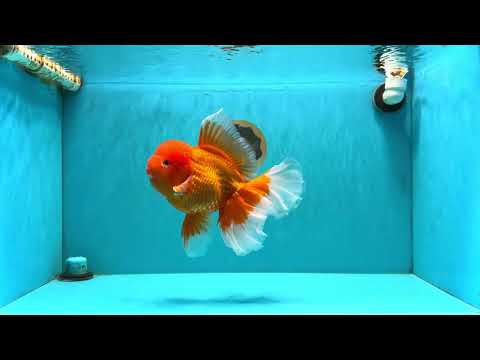 AAA Grade Super Jumbo Red White  Oranda Male 8-8.5 inches #062626OR_04