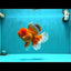 AAA Grade Super Jumbo Red White  Oranda Male 8-8.5 inches #062626OR_04