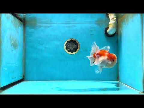 A Grade Sakura Oranda Male 4.5-5 inches #052325OR_06