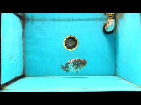 AAA Grade White Tiger LionQueen 5-5.5 inches #101025LC_17