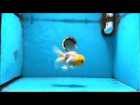A Grade Lemonhead Oranda Male 5-inches #091225OR_28