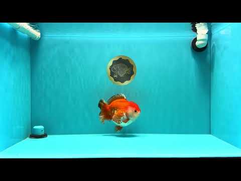 A Grade Red White Yuanbao Female 5.5 inches #031326YB_15