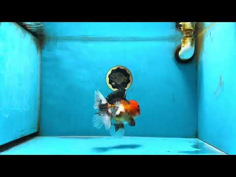 A Grade Tricolor Button Eyes Oranda Male 5 inches #080825OR_07