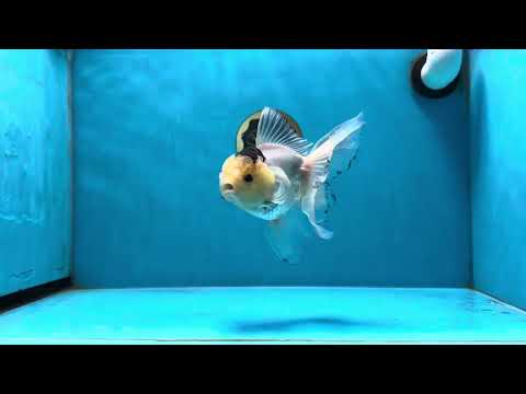 A Grade &quot;Sunny&quot;Lemonhead Button Eyes Oranda Male 5-5.5 inches #022125OR_15