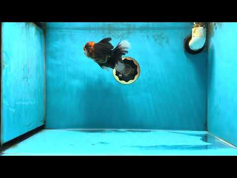 A Grade Tricolor Oranda Male 4.5-5 inches #041825OR_16