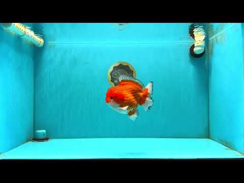 SPECIAL AAA Grade Red White Yuanbao Male 5-5.5 inches #032726YB_02