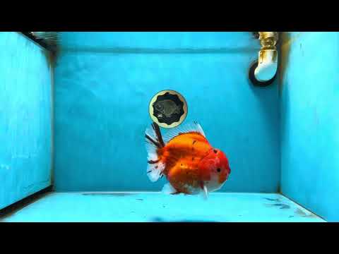 AAA Grade Godzilla Sakura Yuanbao Male 5 inches #080125YB_13