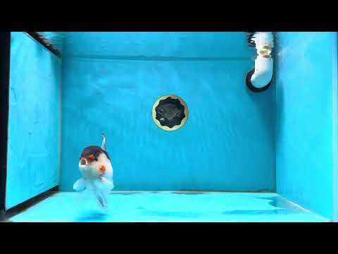 Chunky Tricolor Oranda Male 4.5 inches #013125OR_16