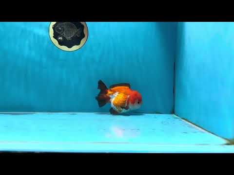 Tricolor Yuanbao Male 4.5 inches #071125YB_18