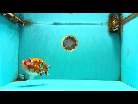 CHUBBY AAA Grade Diamond Scale Tricolor  Ranchu Male 5.5-6 inches #101626RC_26