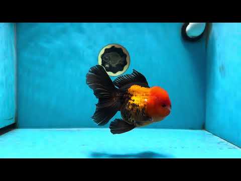 A Grade Apache Oranda Male 5.5 inches #072525OR_11