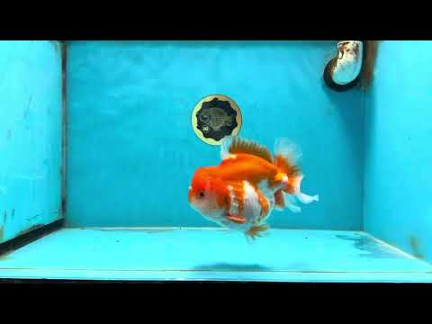 BIG WEN A Grade Red White Yuanbao Male 5 inches #110725YB_09