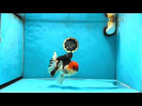 AAA Grade Tricolor Oranda Male 5 inches #041125OR_05