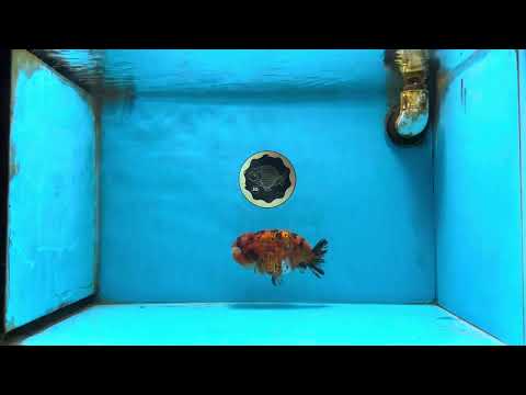 AAA Grade Tiger LionQueen 5 inches #082925LC_01