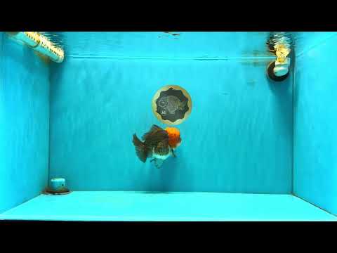 ADORABLE Tricolor Yuanbao Male 5 inches #040326YB_02