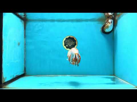 Sakura Chinese Ranchu Female 4.5 inches #121225RC_05