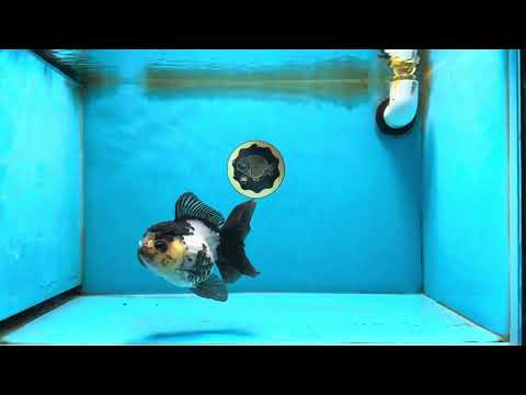 Panda Oranda Female 4.5-5 inches #071125OR_08